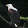 birds.zambia